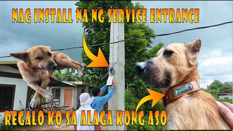 Nag pakantot sa alaga aso .